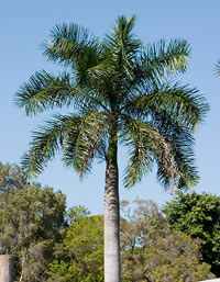 Royal-palm-tree1